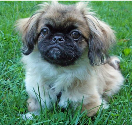 cute and adorable pekingese pup photo.JPG
