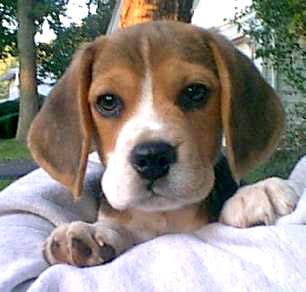 beagle pup with cute face.jpg
