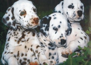 dalmation puppy picture.jpg
