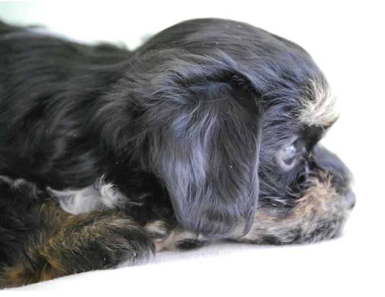 Beautiful puppy picture of a havanese pup dog in three toned colors.JPG
