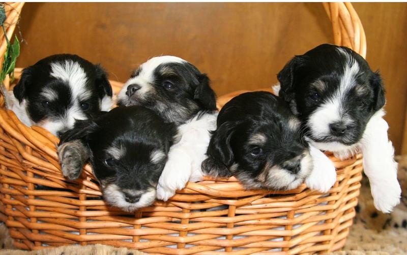 Havanese puppies in a basket_black and white dogs.JPG
