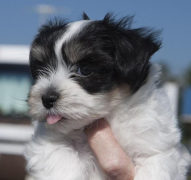 Havanese puppy in white black tongue sticking out.JPG
