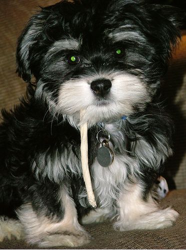 Havanese puppy with its treat on the mouth.JPG
