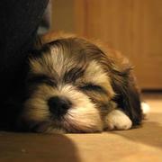 Image of A Sleepy Havanese puppy in three toned colors.JPG
