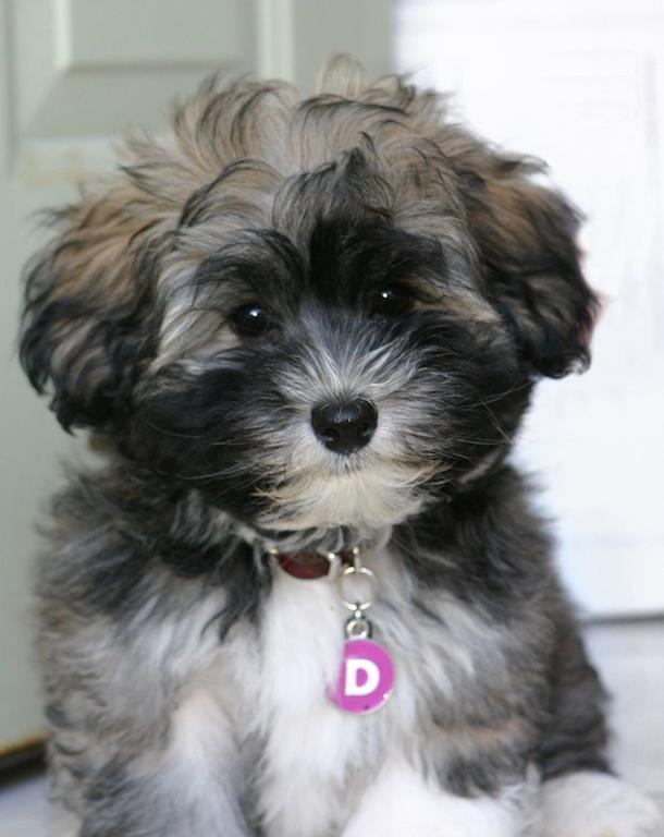 Long Puffy Havanese puppy in white black and grey colors.JPG
