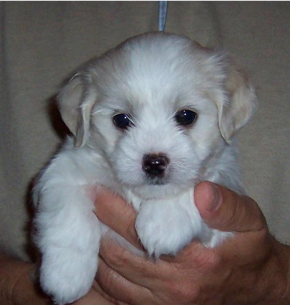Photo of A White Havanese puppy looking so cute.JPG
