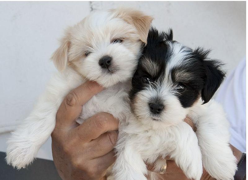 Photos of Havanese puppies two toned colors black white and tan white.JPG
