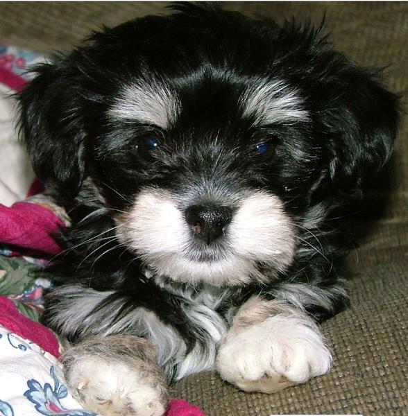 picture of havanese pup in black and white.JPG

