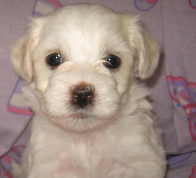 White Havanese puppy dog images.JPG
