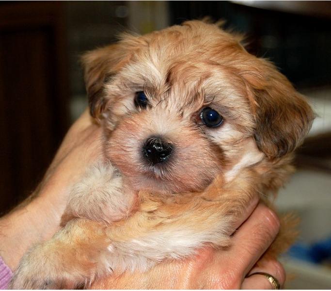 Young tan havanese puppy looking straight at the camera.JPG
