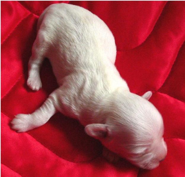 newborn havanese puppy pictures.JPG
