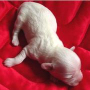 newborn havanese puppy pictures.JPG
