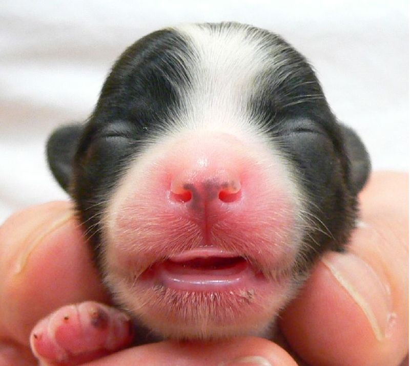 Extreme close up photo of newborn havanese puppy face.JPG

