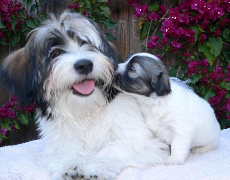Havanese puppy kissing its mommy_so cute puppy picture.JPG

