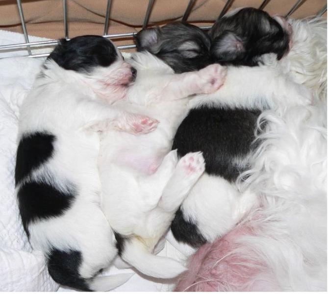 Image of havanese puppies sleeping with their mom.JPG
