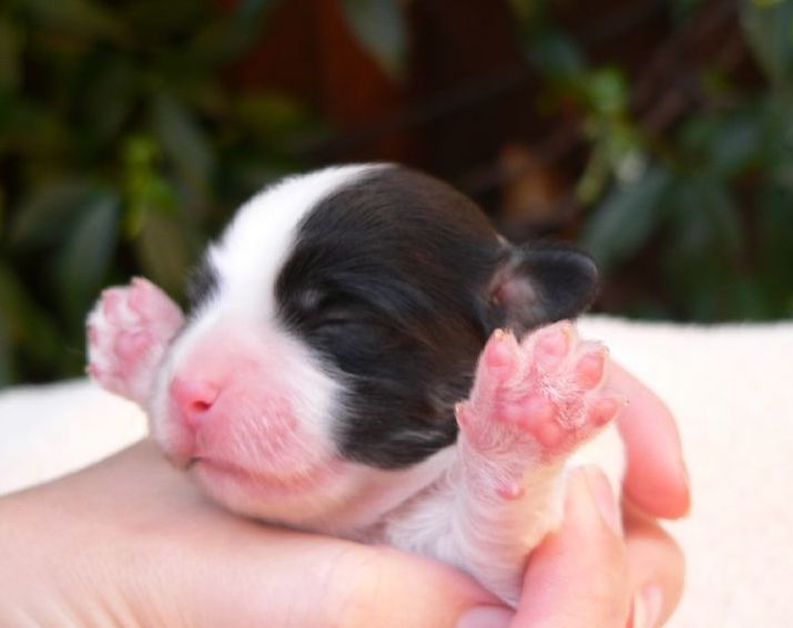 so cute havanese puppy with eyes still closed.JPG
