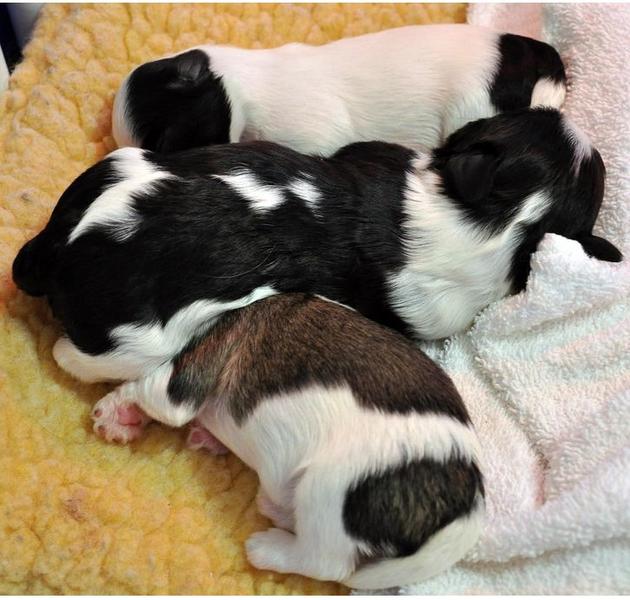 havanese puppy breeders.JPG
