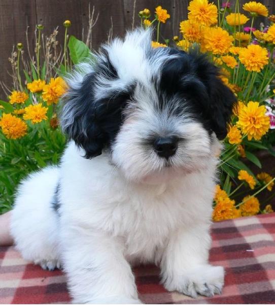 White and black Havanese puppy looking at the camera.JPG
