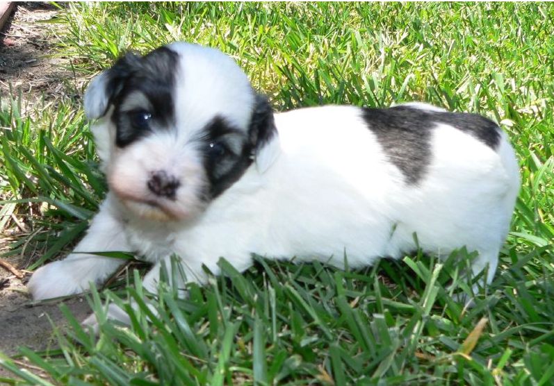 Adorable young havanese puppy playing in the yard.JPG
