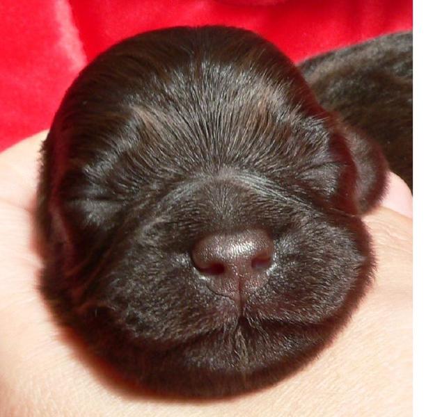 Extreme close up photo of a pup face with eyes closed_ Havanese puppy dog.JPG
