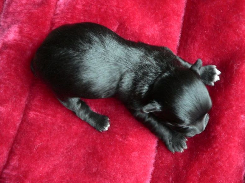 black havanese puppy.JPG
