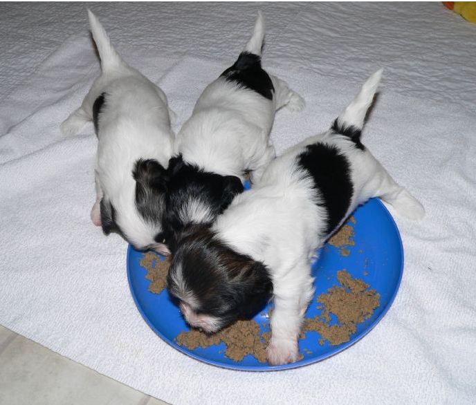 pictures of havanese puppies eating together.JPG
