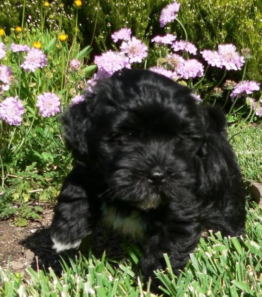 black havanese puppy in the garden on a sunny day.JPG
