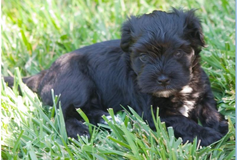 Black Havanese puppy photo.JPG
