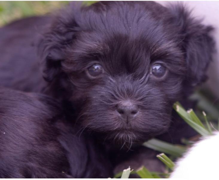 Black puppy face picture of a young havanese dog.JPG
