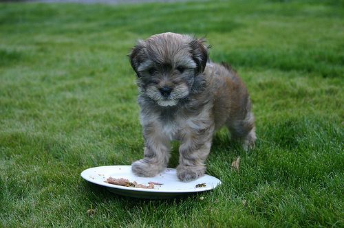 Chocolate havanese puppy with big food plate.JPG
