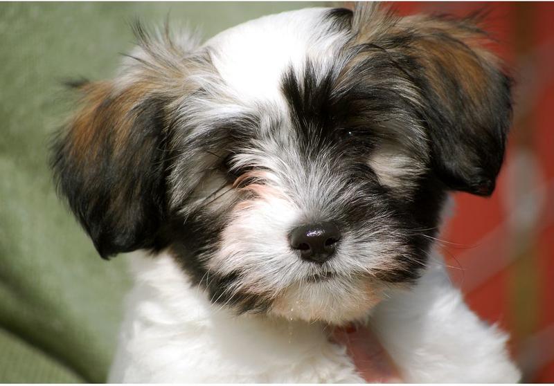 Close up picture puppy face of havanese dog.JPG
