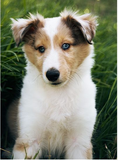 Pretty Shetland Sheepdog puppy with blue eyes.JPG
