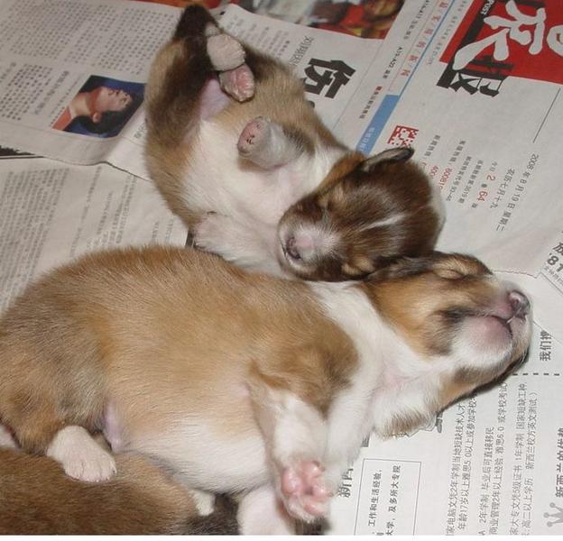 Adorble puppy picture of Shetland Sheepdogs in very deep sleep.JPG
