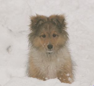 Photo of Shetland Sheepdog puppy in snow.JPG
