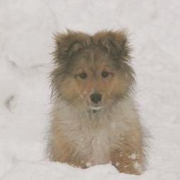 Photo of Shetland Sheepdog puppy in snow.JPG
