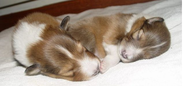 Two small Shetland Sheepdog puppies in deep sleep.JPG
