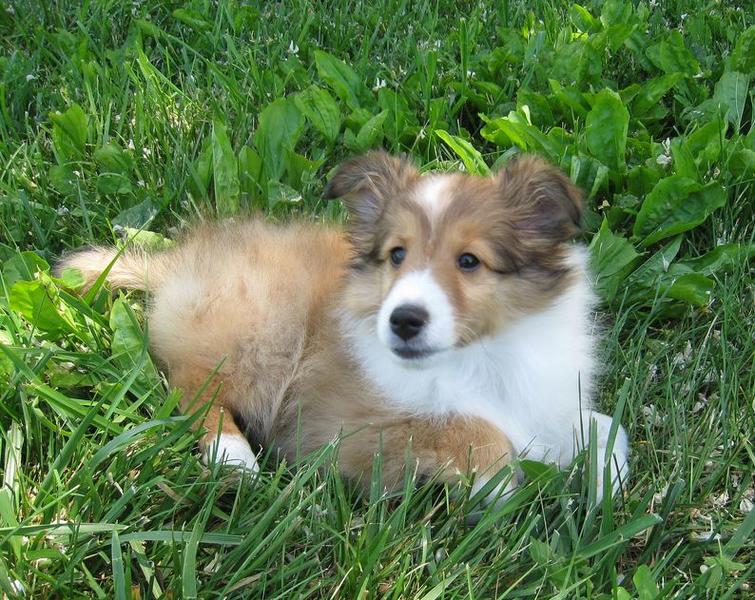 American Shetland Sheepdog puppy in tan and white laying on the grass.JPG
