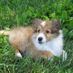 American Shetland Sheepdog puppy in tan and white laying on the grass.JPG
