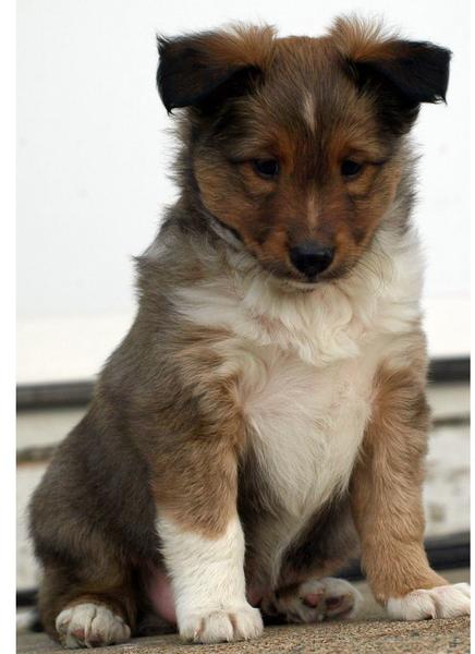 Photo of Shetland Sheepdog puppy in three colors.JPG
