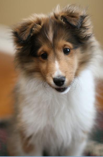Shetland Sheepdog puppy face pictures.JPG
