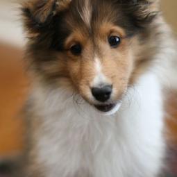 Shetland Sheepdog puppy face pictures.JPG
