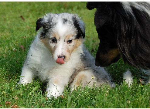 Photo of Shetland Sheepdog puppy with its mother.JPG
