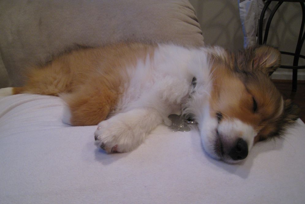 sheltland sheepdog pup in deep sleep.JPG
