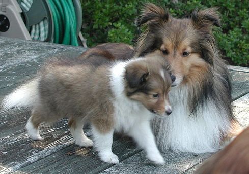 shetland sheepdog puppy with its mommy.JPG
