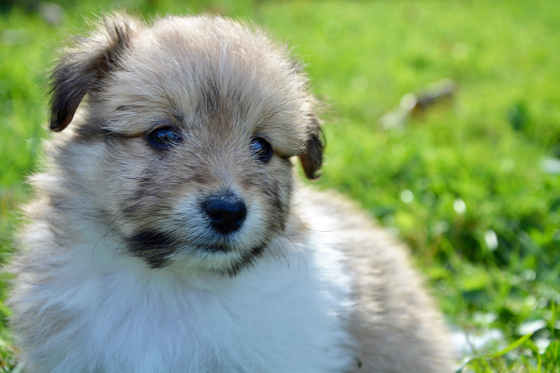 mini shetland sheepdog puppy picture.JPG
