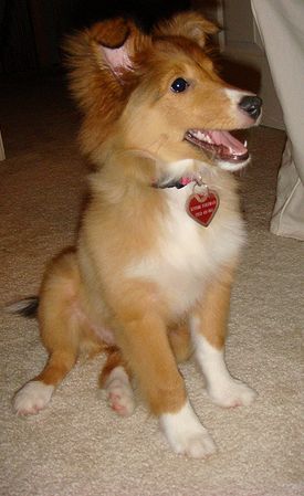 picture of shetland sheepdog puppy in tan and white.JPG
