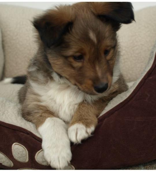 Shetland Sheepdog puppy laying comfortablely in its dog bed.JPG
