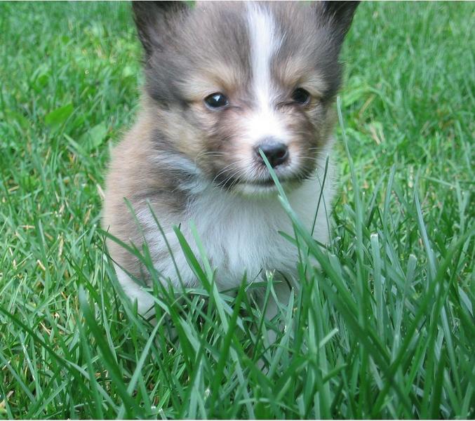 young shetland sheepdog puppy running on the grass.JPG
