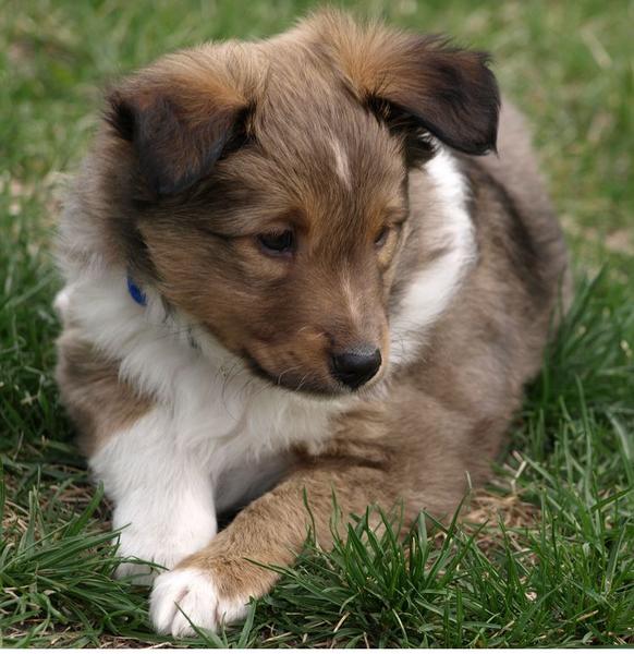 Cute puppy picture of Shetland Sheepdog on the grass.JPG
