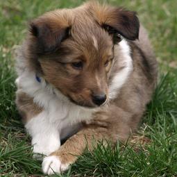 Cute puppy picture of Shetland Sheepdog on the grass.JPG
